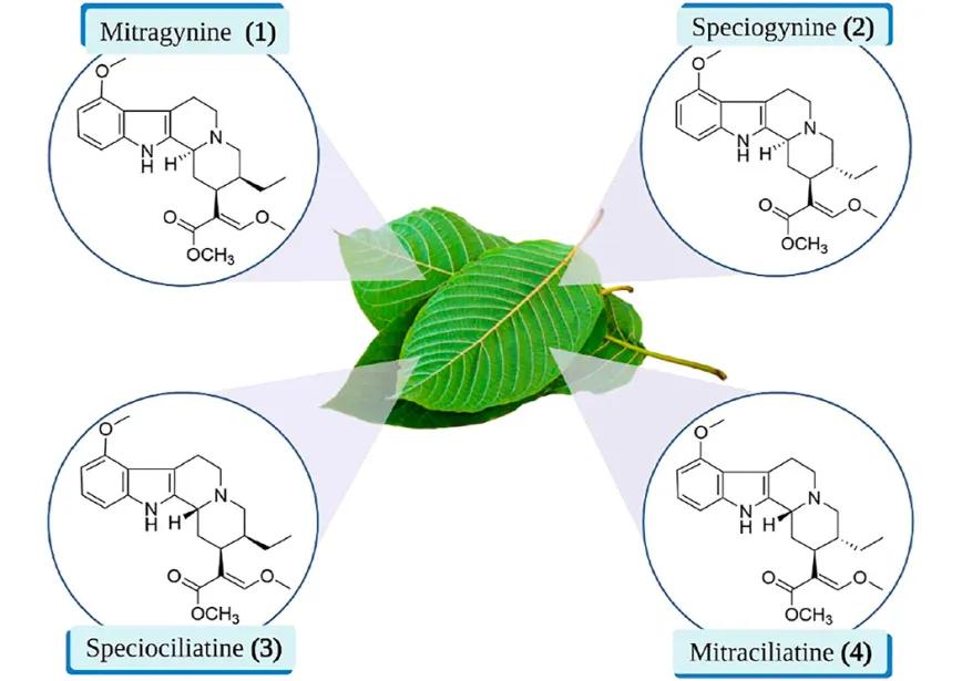 Estructuras químicas de la mitraginina y sus diastereómeros.