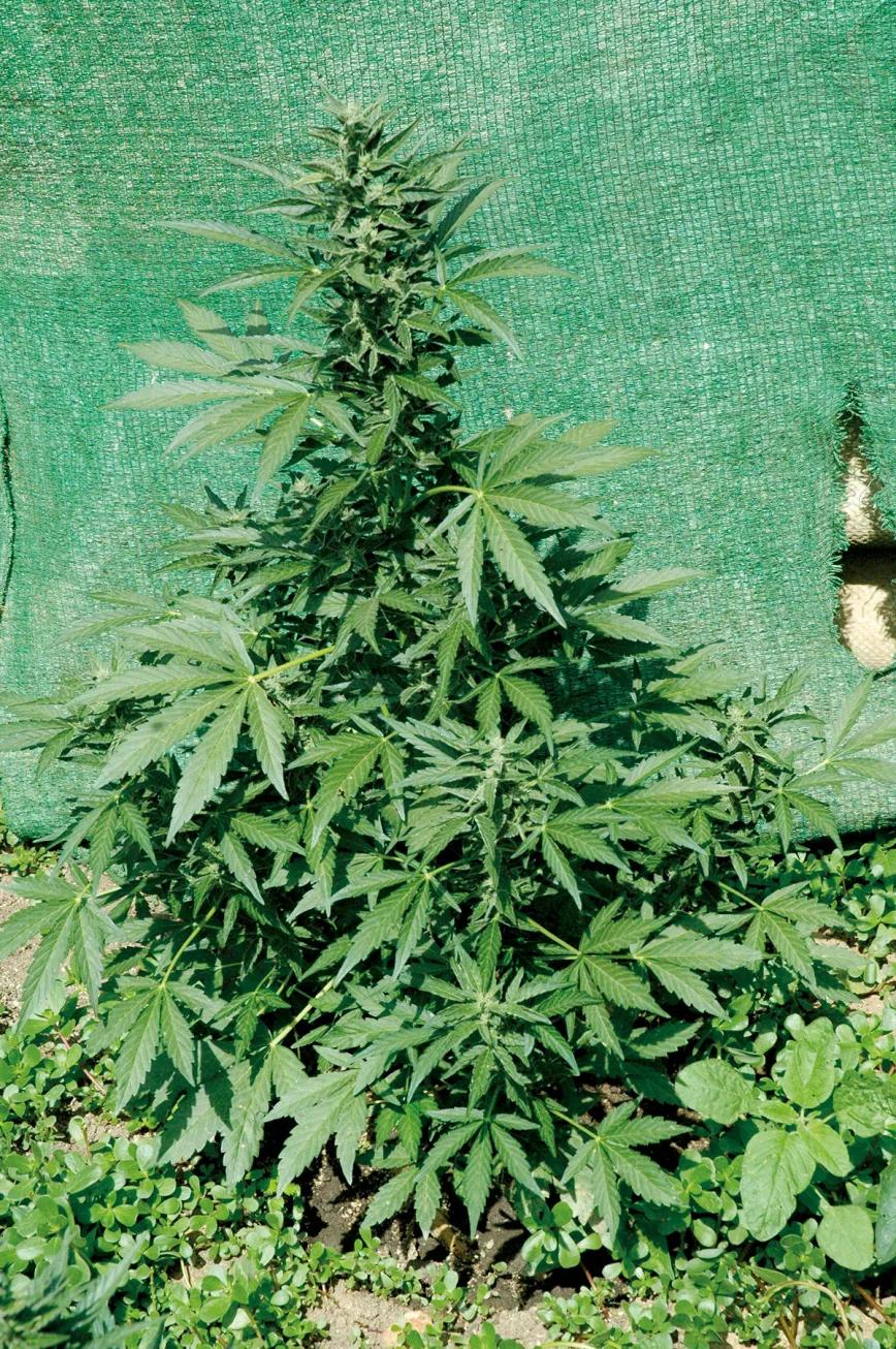 Las pequeñas plantas que crecen en el suelo ayudan a mantener la tierra fresca y sombreada, como si fuera mulch. 