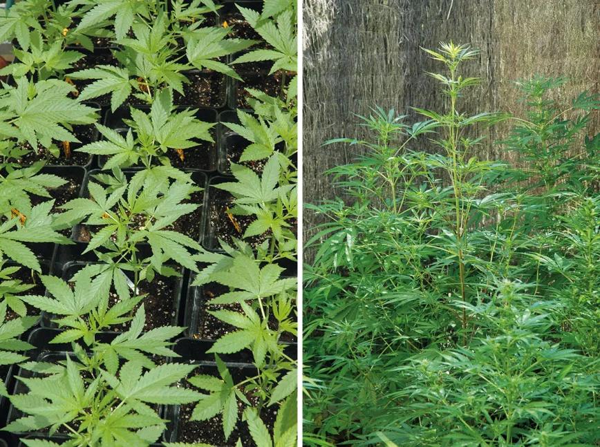 En julio todavía estamos a tiempo de sembrar nuevas plantas y estarán listas para cosechar a la vez que el resto. No abandonaremos todavía el abono de crecimiento, las plantas se estiran mucho al inicio de la floración. 