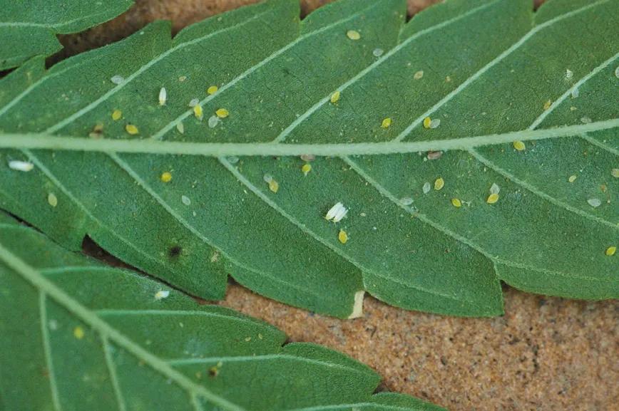 Las moscas blancas aparecen frecuentemente en las zonas más sombreadas y menos ventiladas, no son muy graves pero pueden debilitar las plantas. 