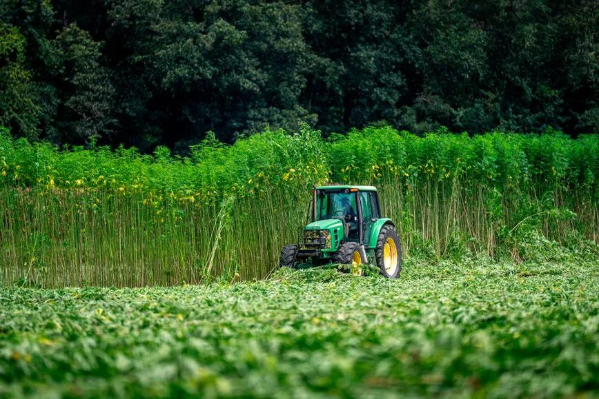 Nueva Zelanda saca el cáñamo del marco de control de drogas