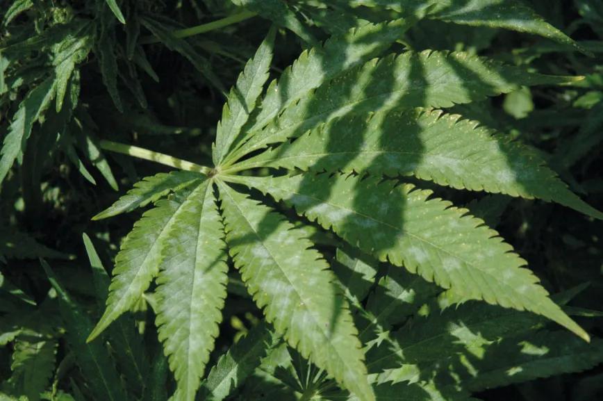 Bichos bajo control: cómo evitar y combatir las plagas en un cultivo de cannabis de exterior 
