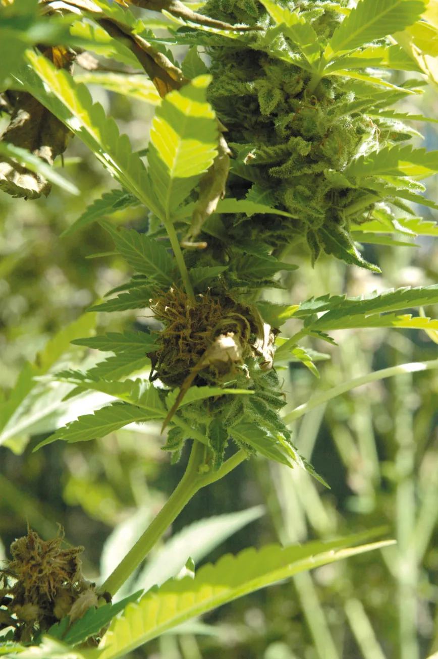 Bichos bajo control: cómo evitar y combatir las plagas en un cultivo de cannabis de exterior 