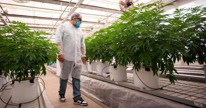 Canarias autoriza su primer cultivo para validar cannabis medicinal