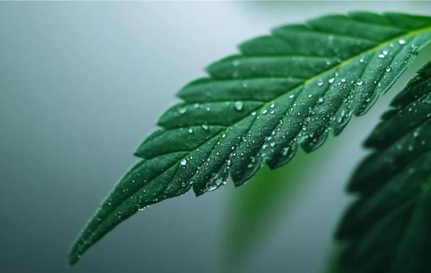 Prueban el ultrasonido para aprovechar las hojas de cannabis