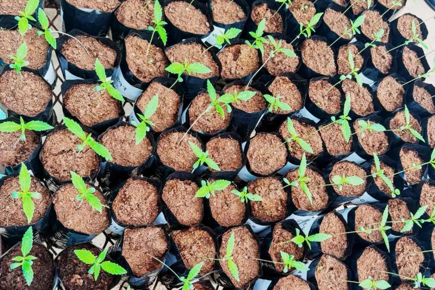 Esuatini prepara sus primeros ensayos con cáñamo industrial