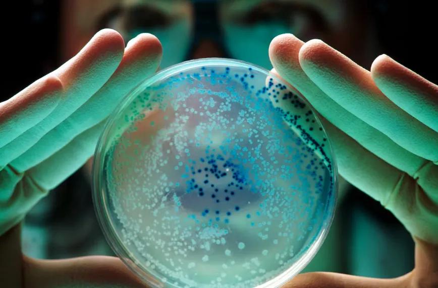 Extractos de cannabis frenan bacterias de acuicultura en laboratorio