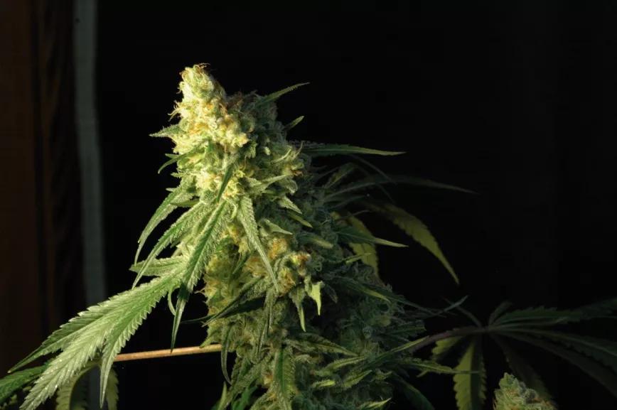 Imagen sin descripción