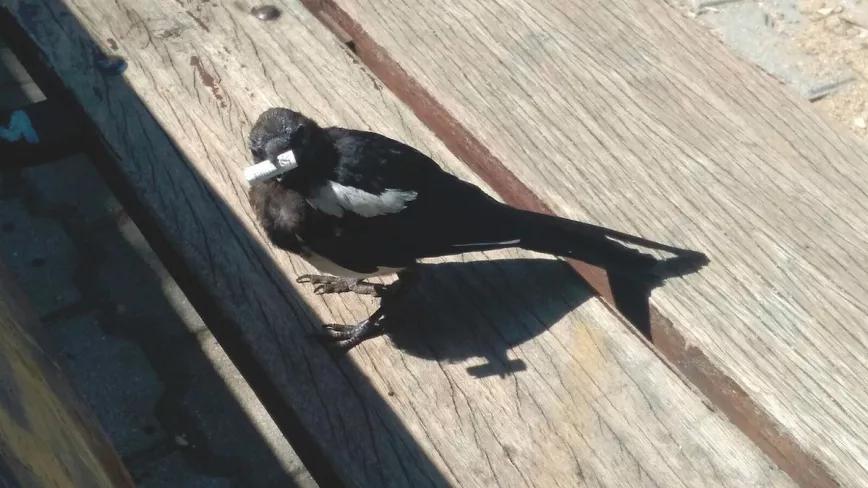 Imagen sin descripción