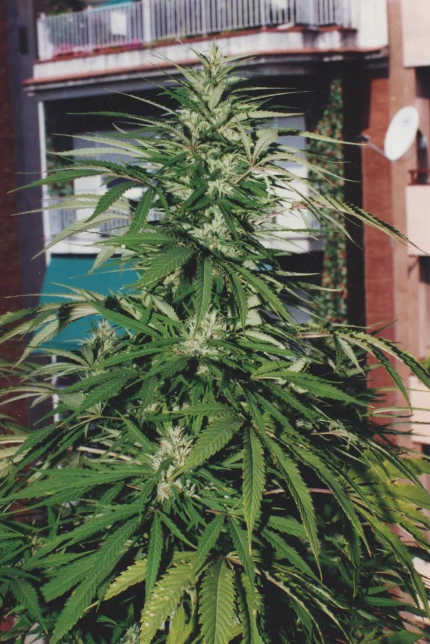 Imagen sin descripción