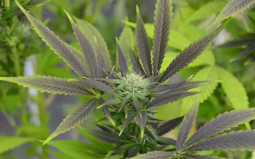 Imagen sin descripción