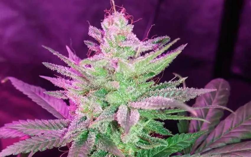 Imagen sin descripción