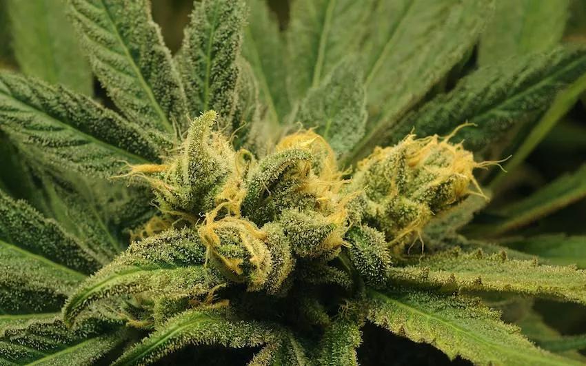 Imagen sin descripción