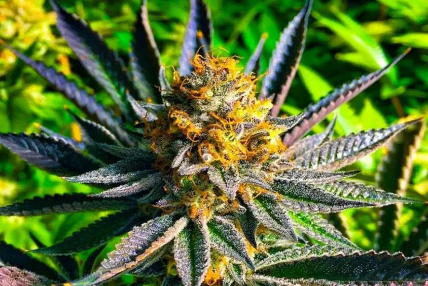 Imagen sin descripción