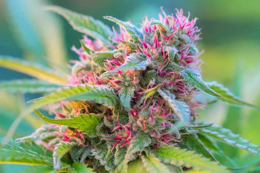 Imagen sin descripción