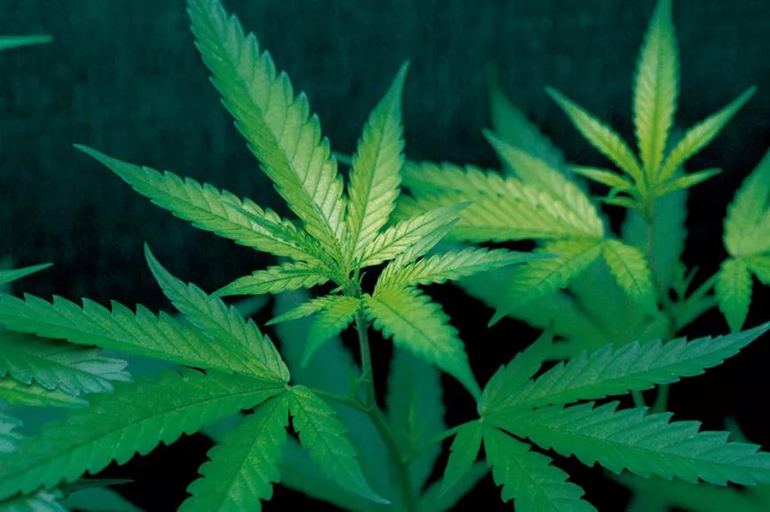 Imagen sin descripción