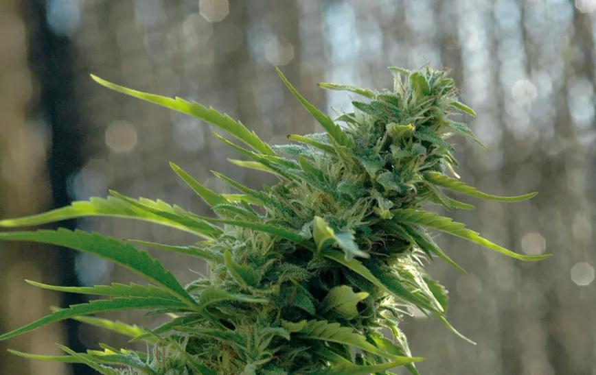 Imagen sin descripción