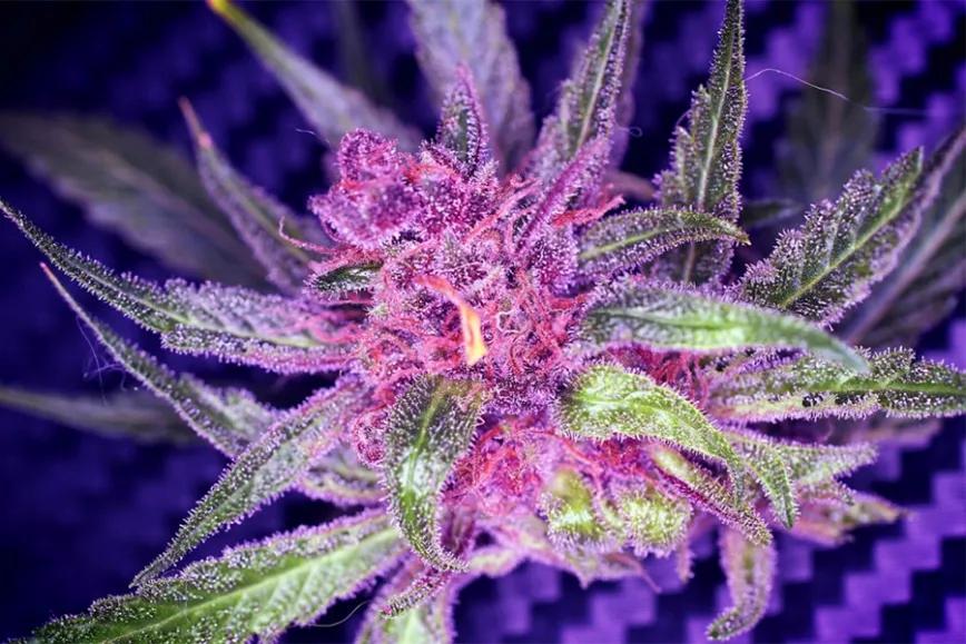 Imagen sin descripción