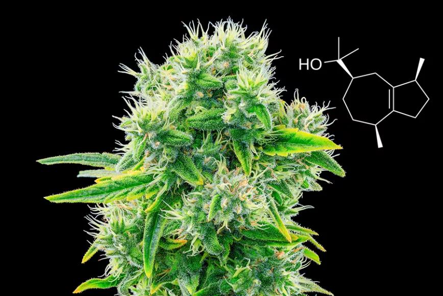 Imagen sin descripción