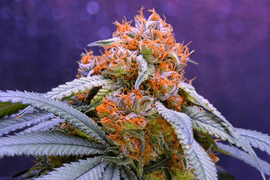 Imagen sin descripción