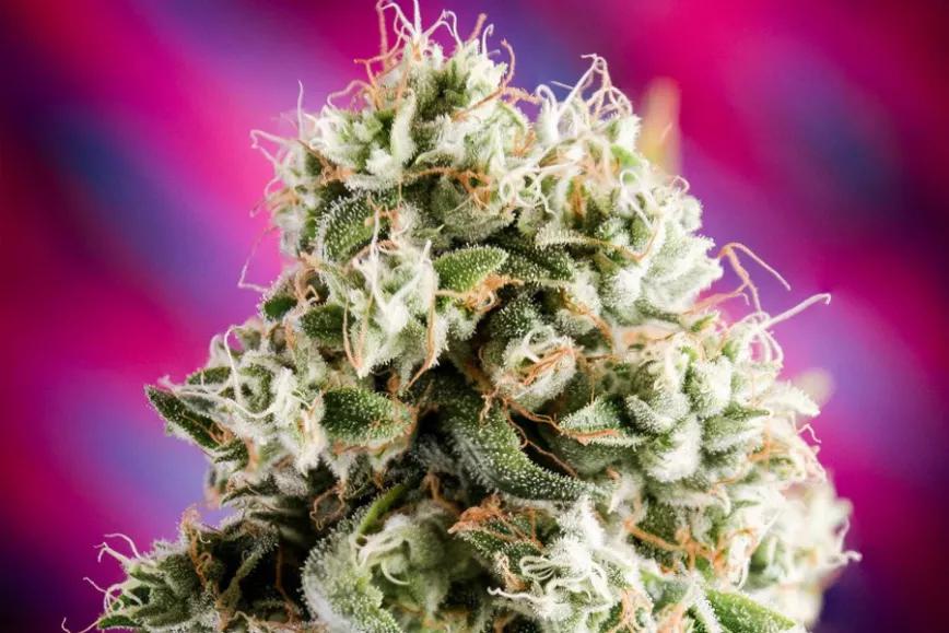 Imagen sin descripción