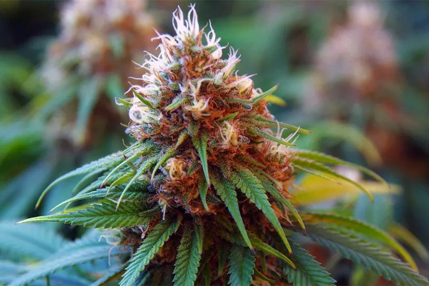 Imagen sin descripción