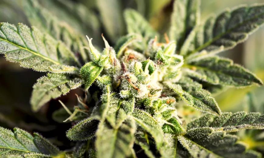 Imagen sin descripción