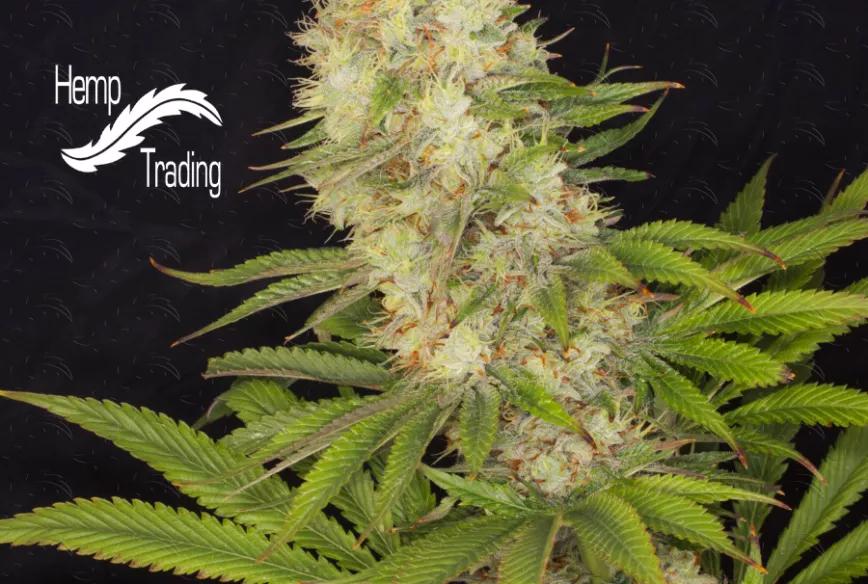 Imagen sin descripción