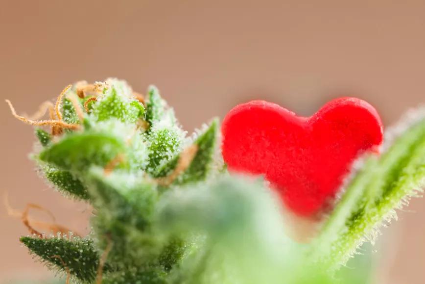 Imagen sin descripción