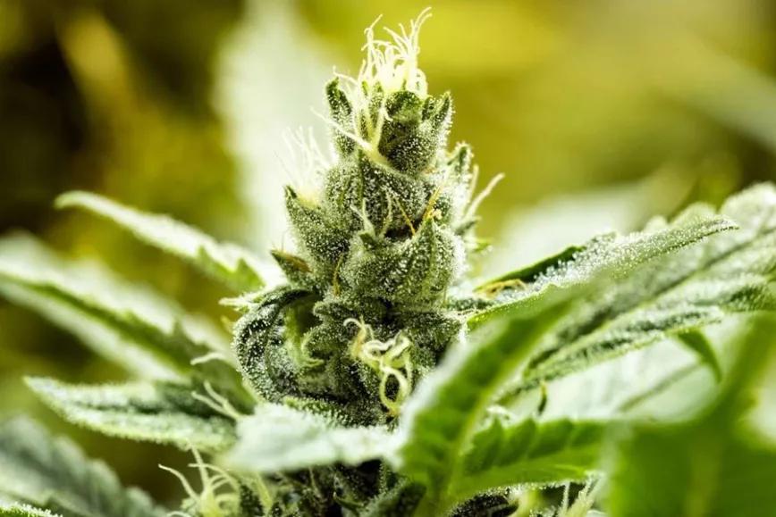 Imagen sin descripción