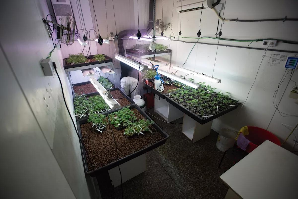Una sala de esquejado bien diseñada no requiere mucha inversión, pero su productividad depende sobre todo de cuántas plantas madre disponga