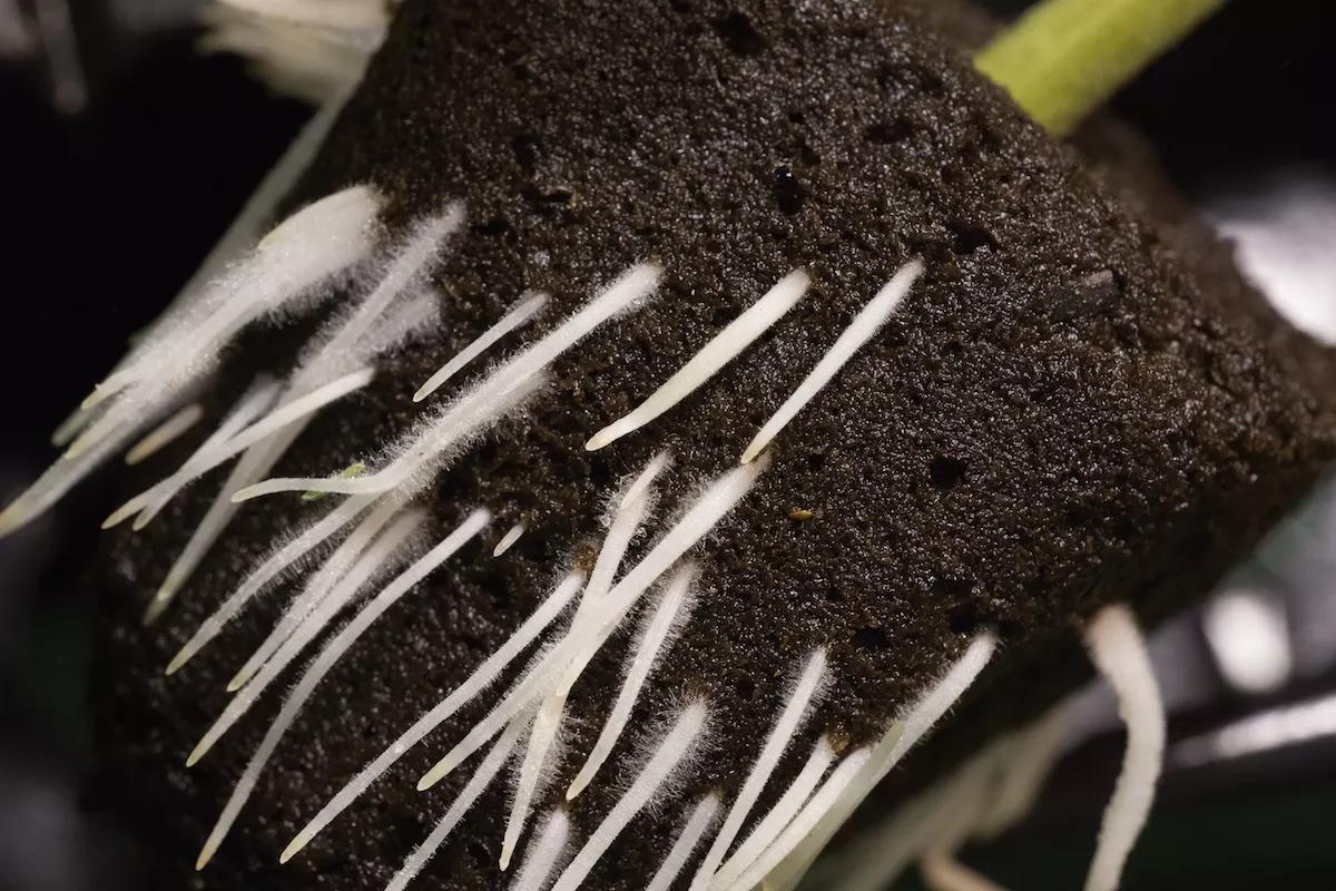 Las raíces fuertes, blancas y llenas de pequeños pelos son síntoma de esquejes sanos