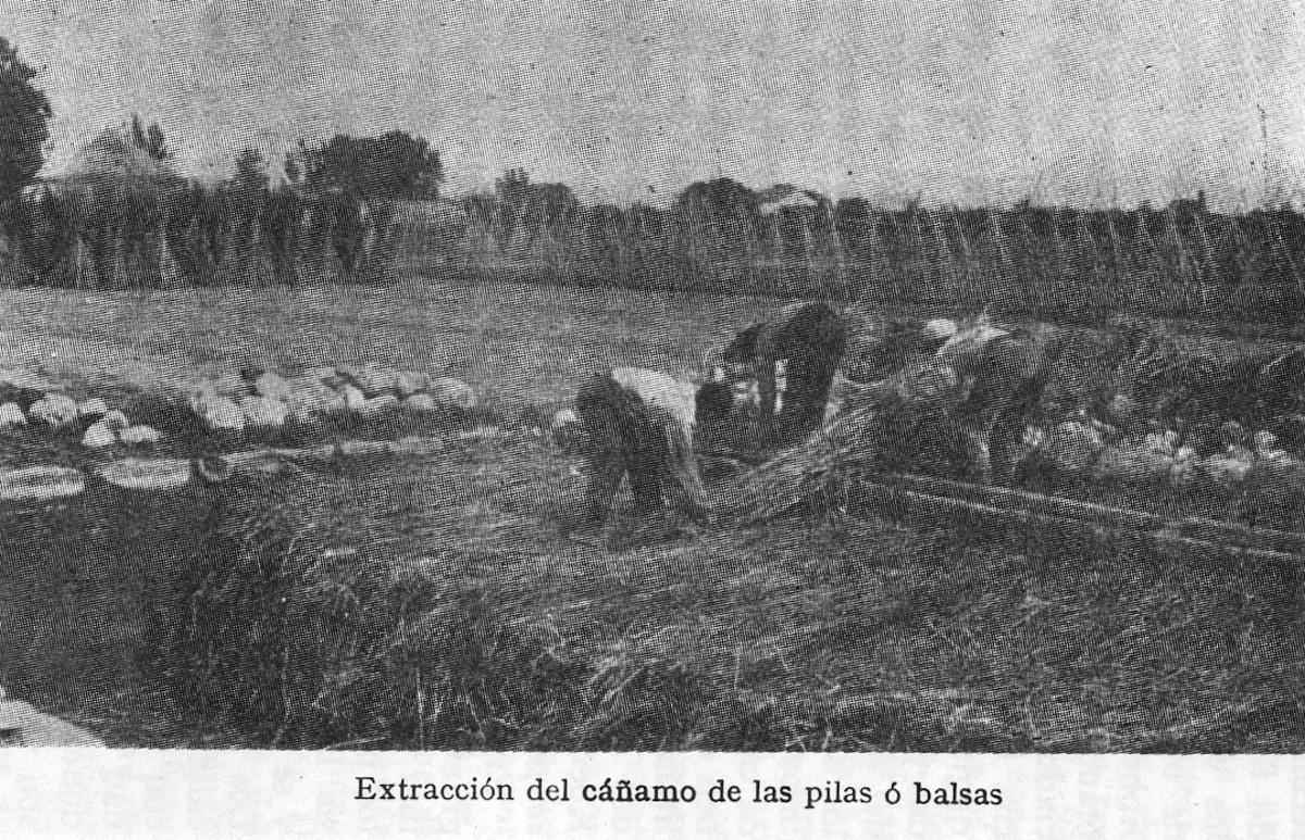 Extracción del cáñamo