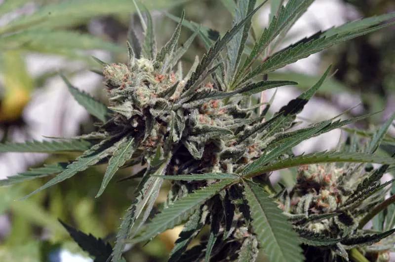 (Img: José T. Gallego)