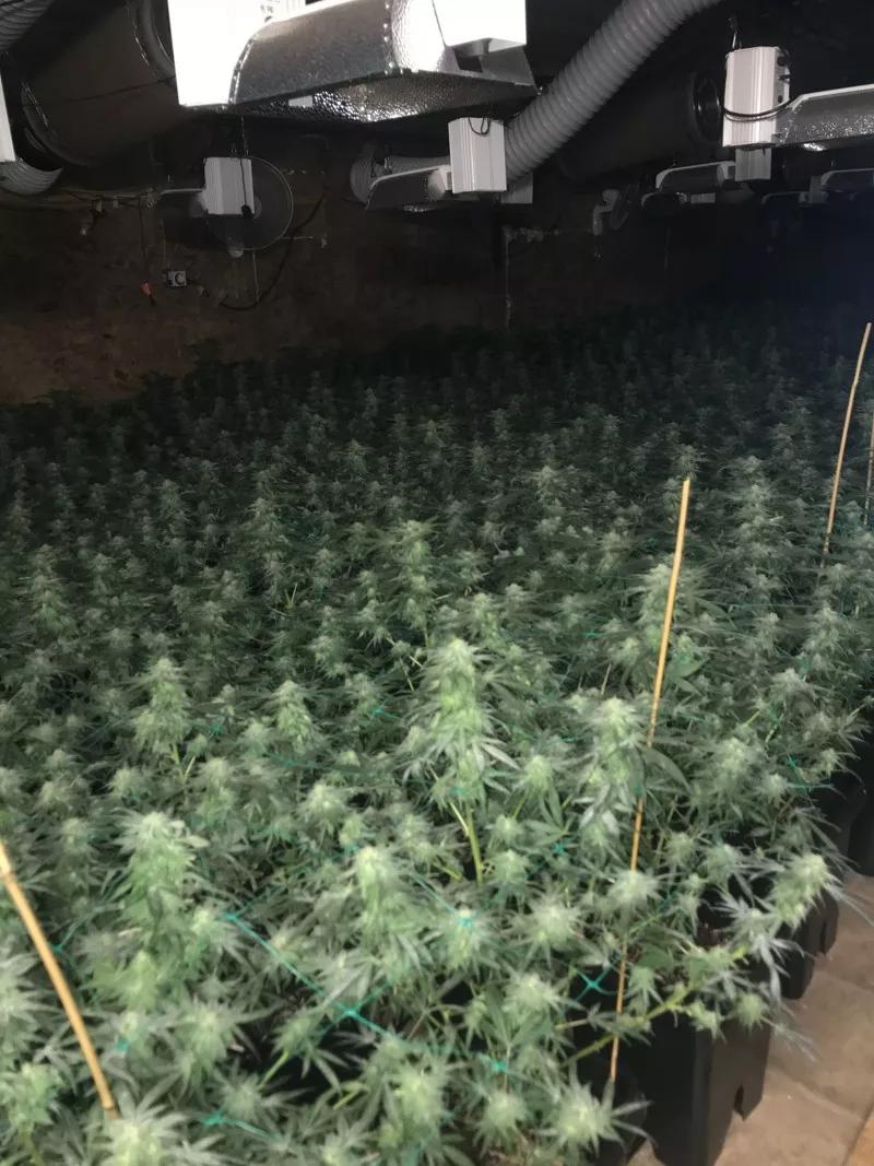 Decomisan marihuana por valor de 18 millones dólares