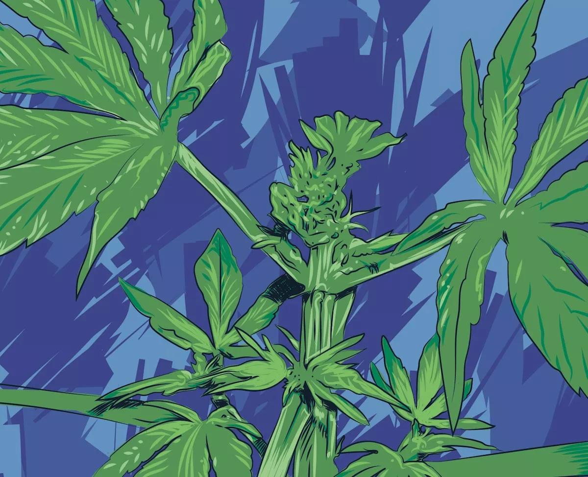 Caos con el fotoperiodo