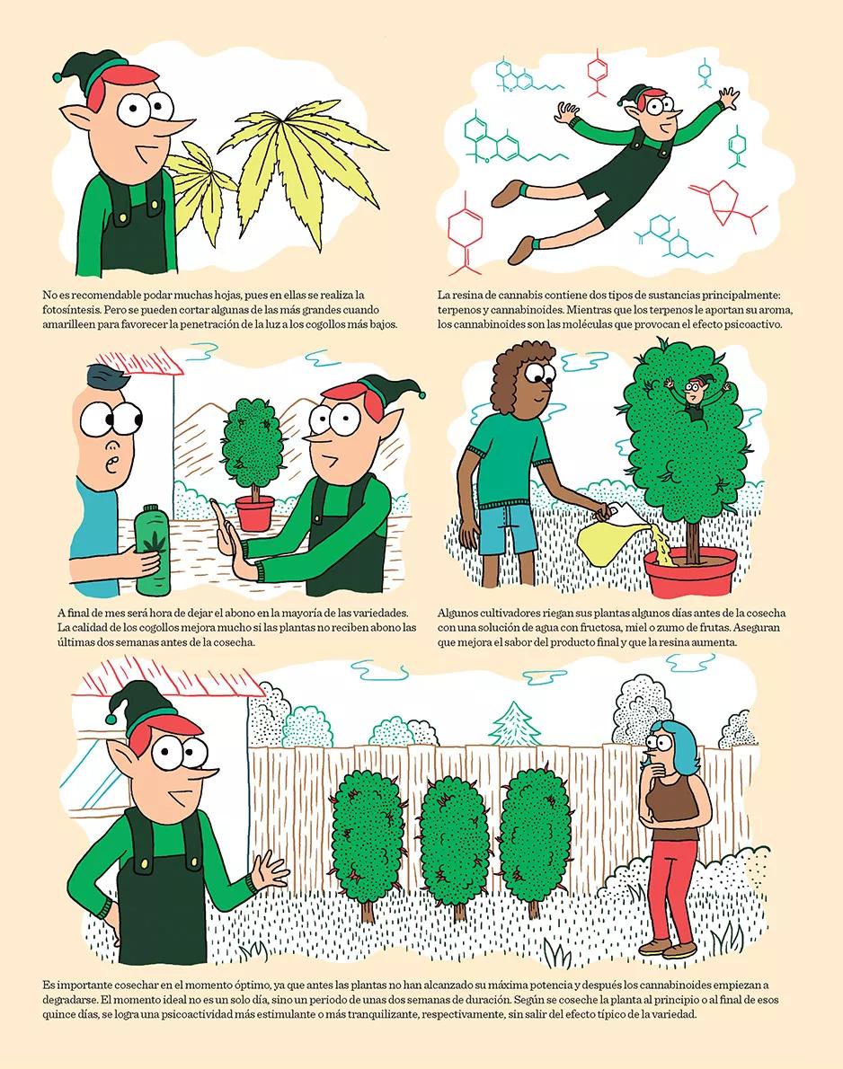 Cogollos y maduración