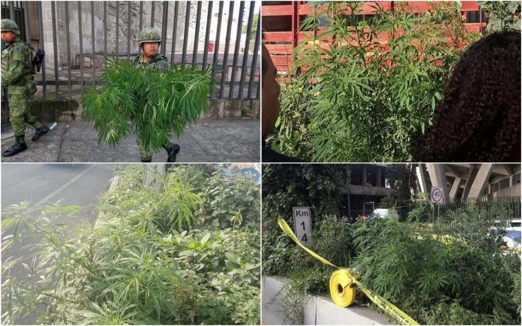Cannabis en Periférico en Naucalpan