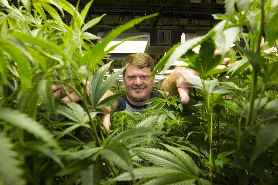 Floyd Landis fue expulsado del Tour de Francia del 2006 al dar positivo en un test de sustancias prohibidas en la competición. Landis perdió su título después de que este incidente. Ahora tiene su propia marca de cannabis.