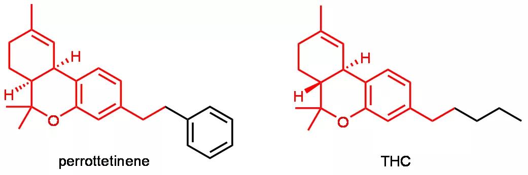 perrottetinene