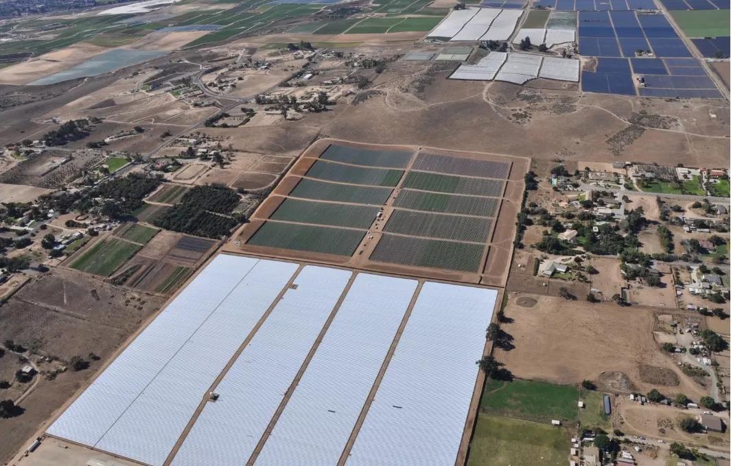 Policía de Santa Bárbara decomisa 400.000 plantas de marihuana