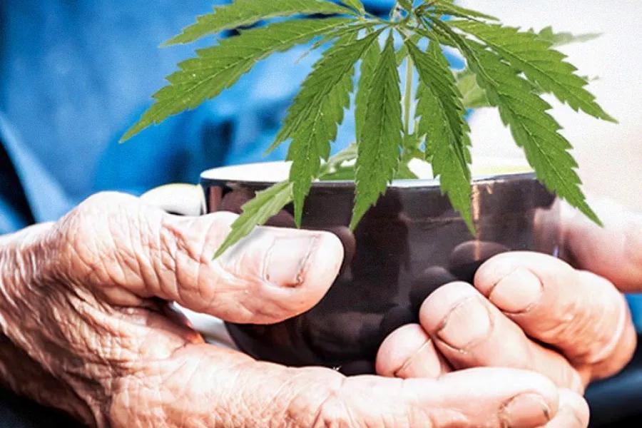 ¿La marihuana te hace vivir más tiempo?