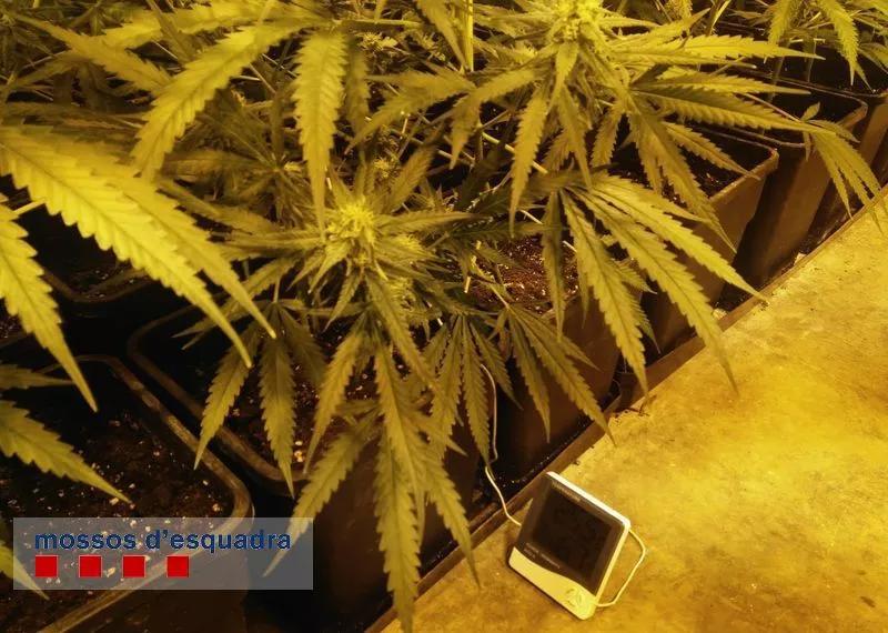 Mossos d’Escuadra, Palafrugell 