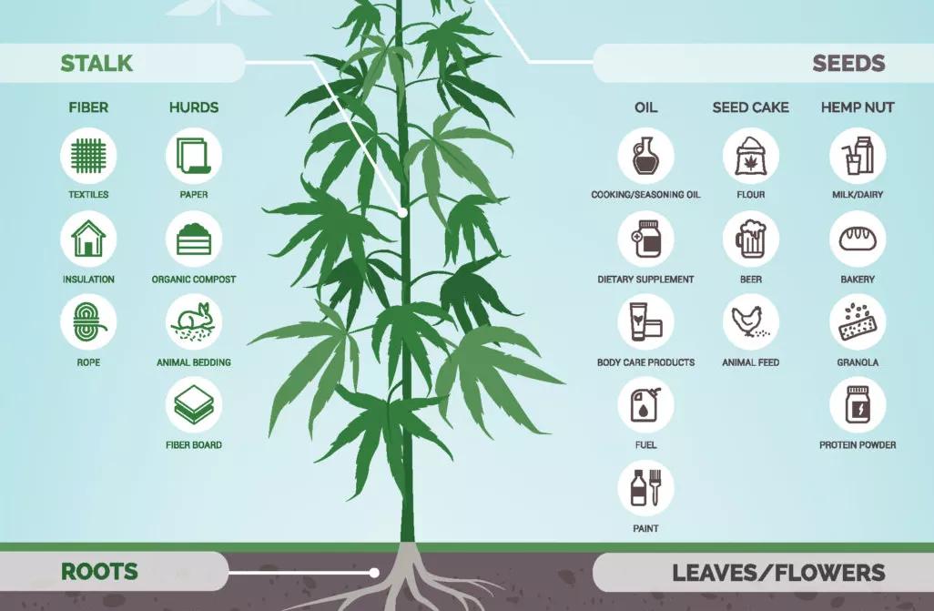 Senado EE.UU permitirá el cáñamo industrial