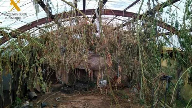 La cosecha estaba secándose en el invernadero.