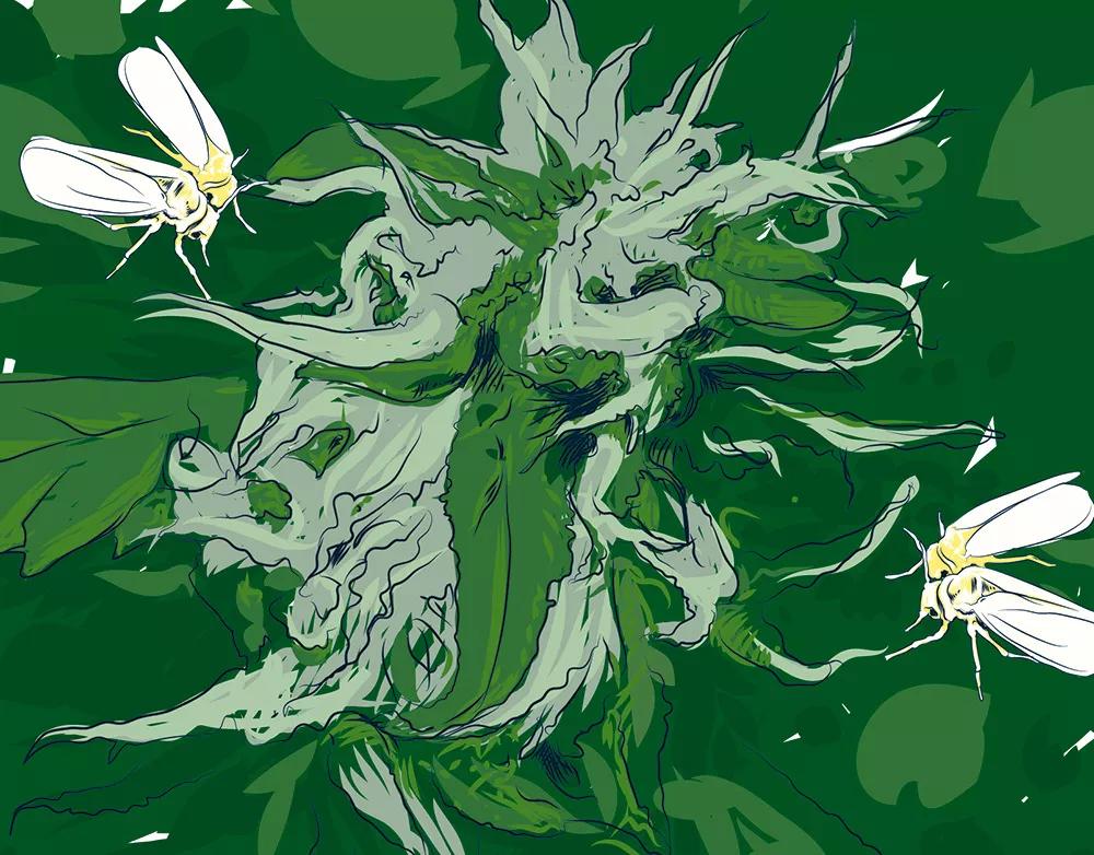 Prevención de plagas