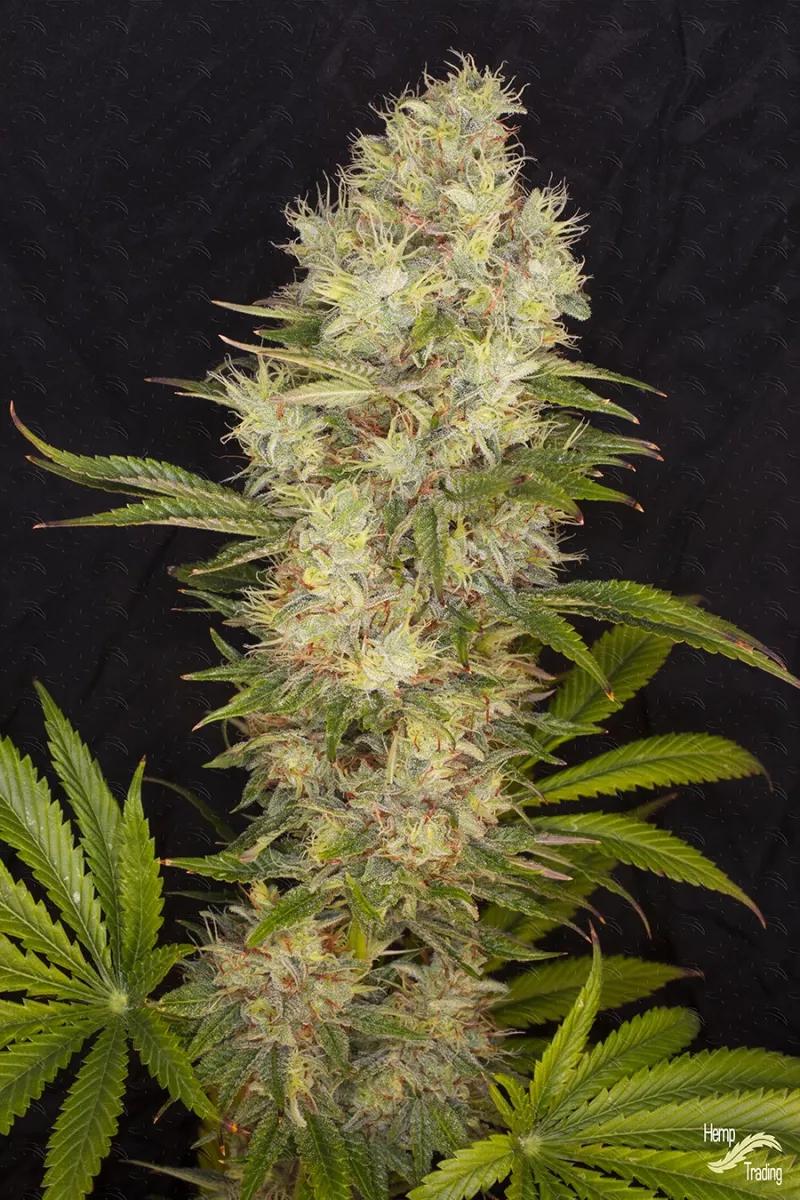 La empresa Hemp Trading junto con la Universidad Politécnica de Valencia (UPV) desarrollan una variedad medicinal legal, posiblemente la primera en su especie creada en España no psicoactiva y con CBG.