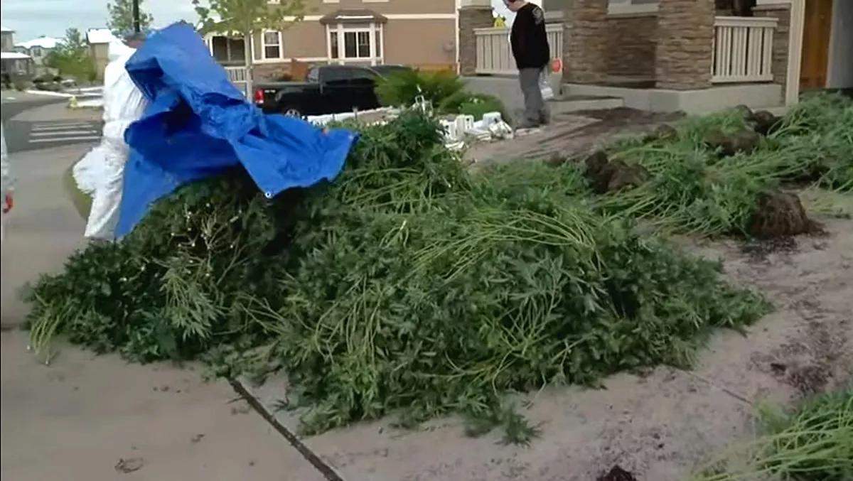 Golpe al mercado ilícito: 80.000 plantas decomisadas en Colorado