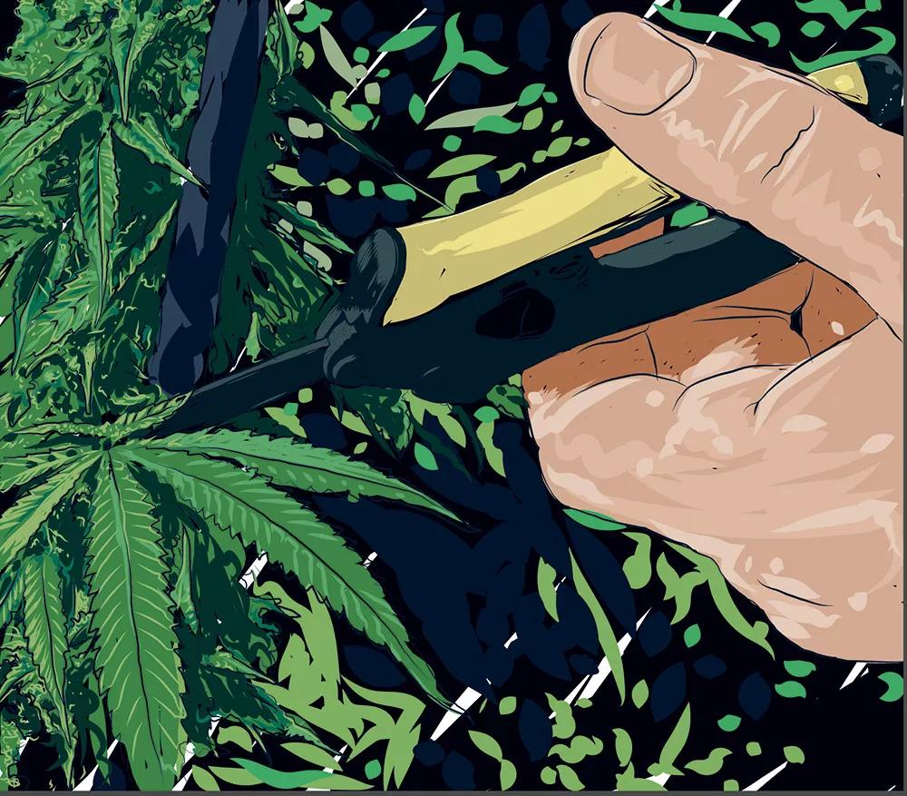 Altura de las plantas madre