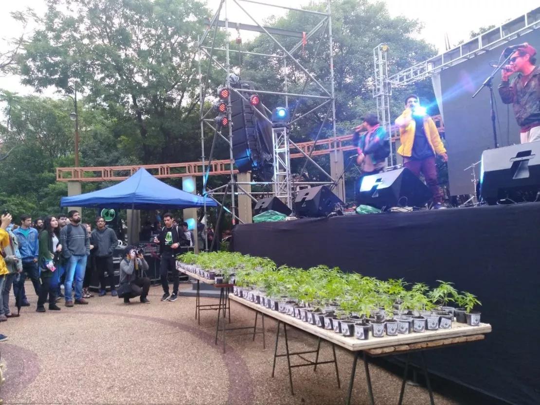 Mamá Cultiva regalará kits para plantar marihuana en Paraguay